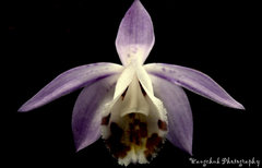 Pleione hookeriana