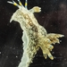 Polycera hummi - Photo (c) joshuastone,  זכויות יוצרים חלקיות (CC BY-NC)