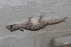 Phyllodactylus lepidopygus