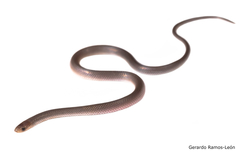 Enulius flavitorques