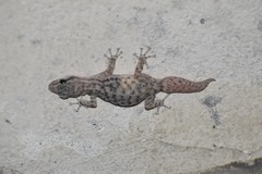 Phyllodactylus lepidopygus