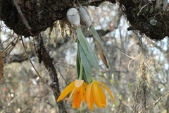 Prosthechea karwinskii