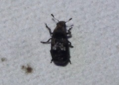 Euparius paganus