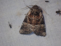 Meropleon ambifusca
