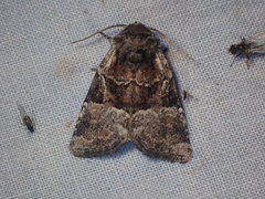 Meropleon ambifusca