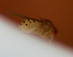 Drosophila falleni