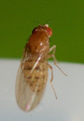 Drosophila falleni