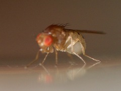 Drosophila falleni