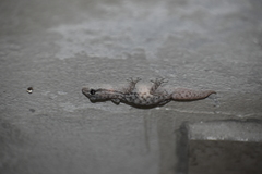 Phyllodactylus lepidopygus