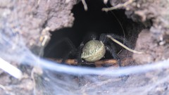 Aglaoctenus oblongus