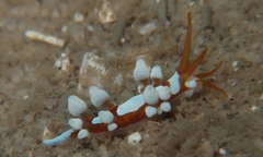 Eubranchus inabai