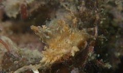 Eubranchus ocellatus