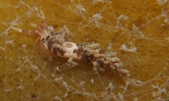 Facelina newcombi