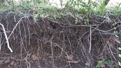 Aglaoctenus oblongus