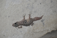 Phyllodactylus lepidopygus