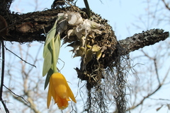 Prosthechea karwinskii