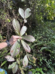 Rauvolfia tetraphylla