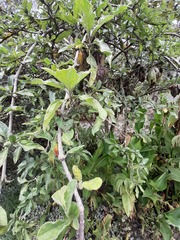 Brugmansia sanguinea