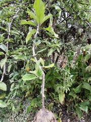 Brugmansia sanguinea