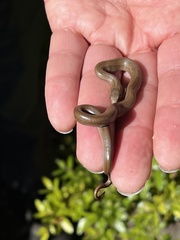 Galvarinus chilensis chilensis