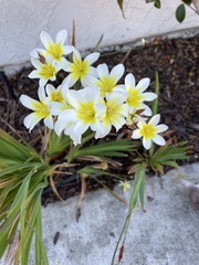 Zephyranthes candida