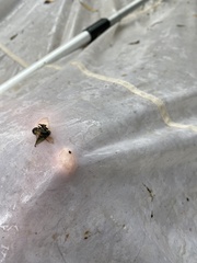 Scolypopa australis