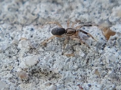 Phrurotimpus