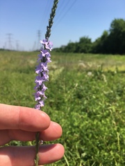 Verbena xutha