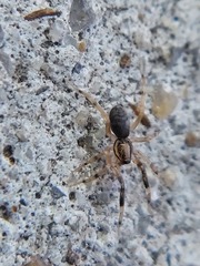 Phrurotimpus