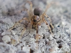 Phrurotimpus