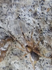 Phrurotimpus