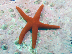 Fromia polypora