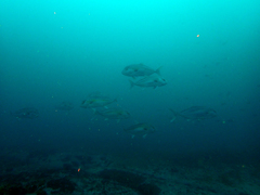 Seriola hippos
