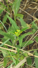 Lippia turnerifolia