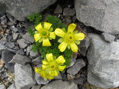 Ranunculus sericophyllus