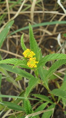 Lippia turnerifolia