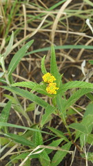 Lippia turnerifolia