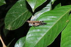 Xiphiola cyanoptera