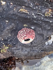 Acmaea