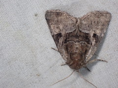 Meropleon ambifusca