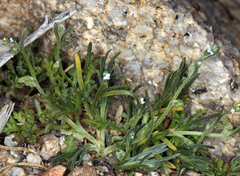 Pectocarya platycarpa