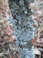 Parmotrema submarginale