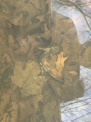 Ambystoma jeffersonianum