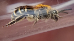 Colletes brimleyi