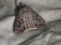 Mesapamea fractilinea