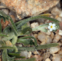 Pectocarya platycarpa