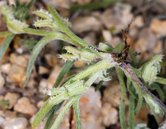 Pectocarya platycarpa