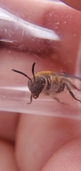 Colletes brimleyi