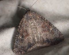 Mesapamea fractilinea