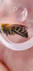 Colletes brimleyi